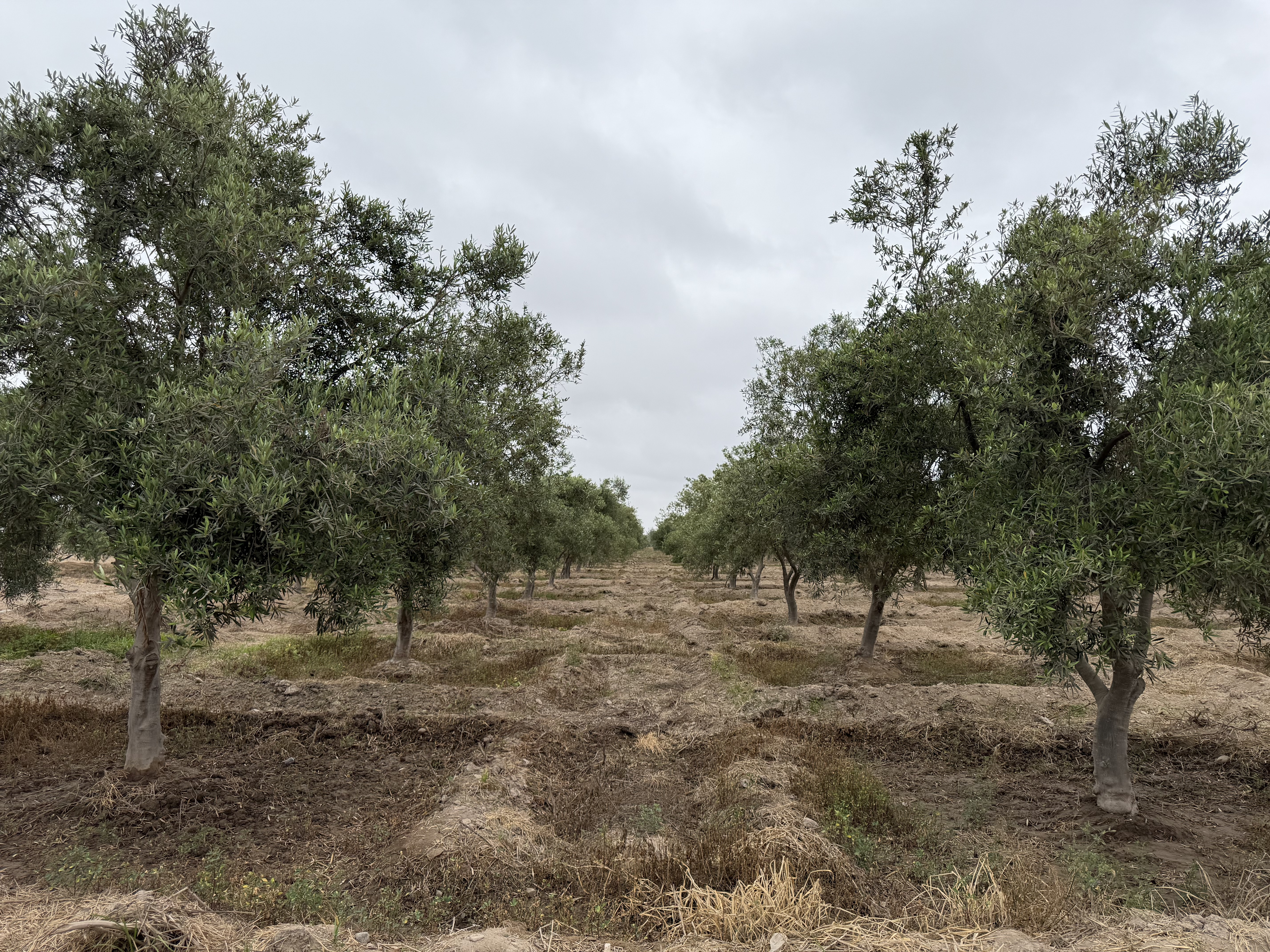 Olivares del fundo principal de Oliveza