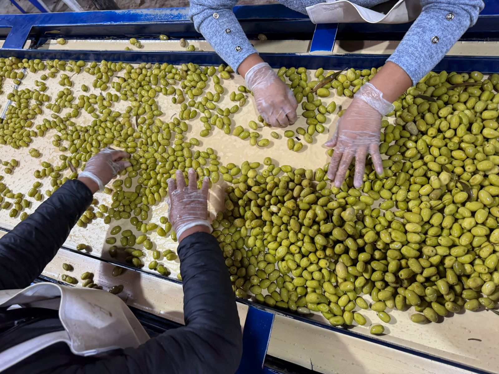 ¿Buscas un producto específico o formatos especiales?
